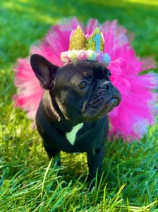 Luna my French Bulldog wearing a pink tutu and a gold crown